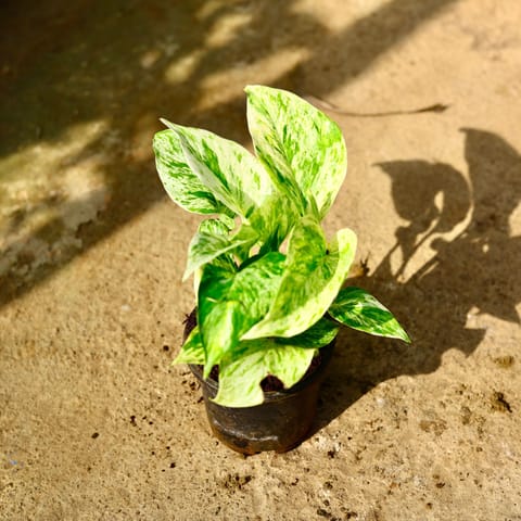 Money Plant Marble in 4 Inch Nursery Pot
