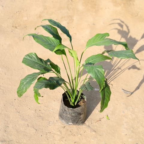 Peace Lily in 6 Inch Nursery bag