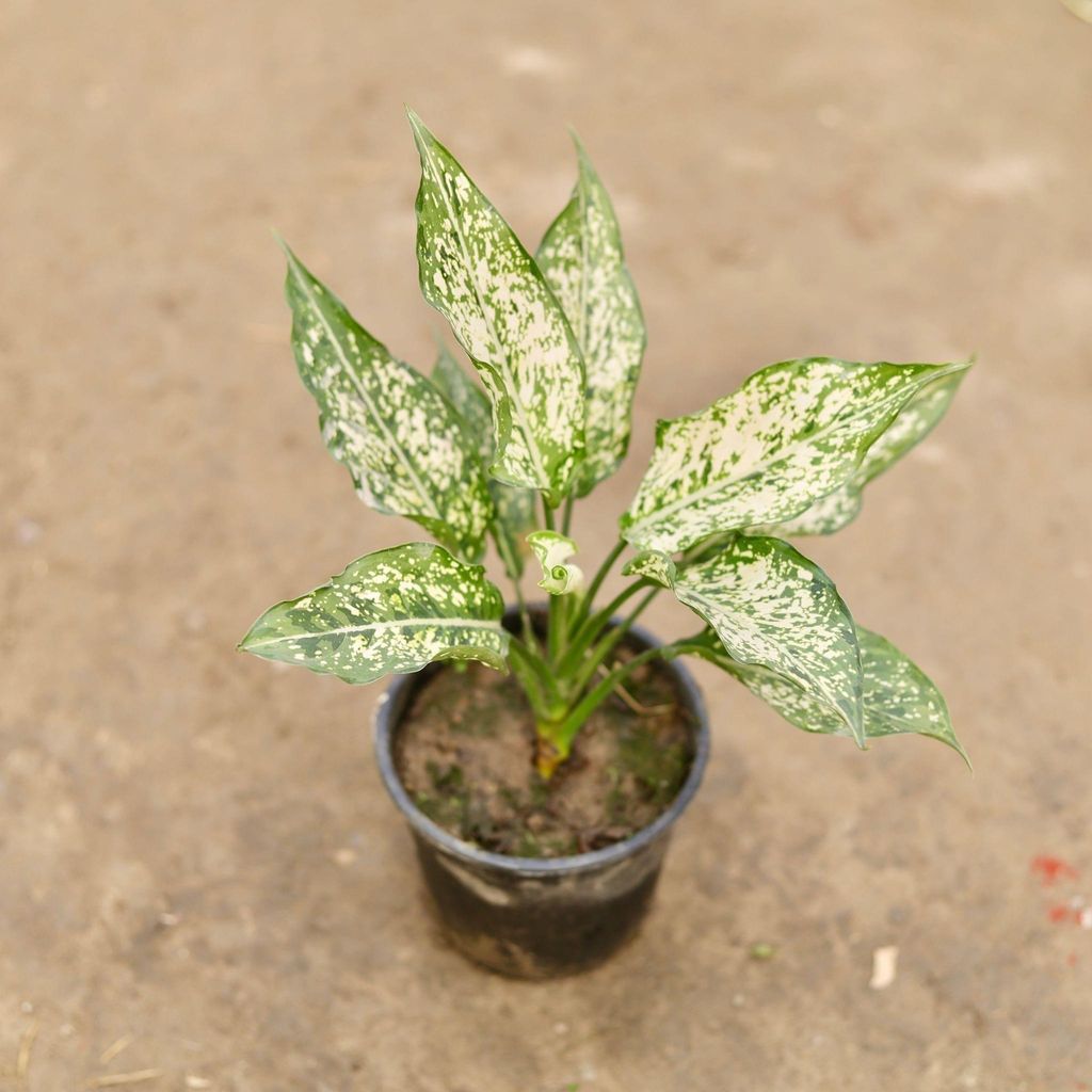 Aglaonema Snow White in 5 Inch Nursery Pot