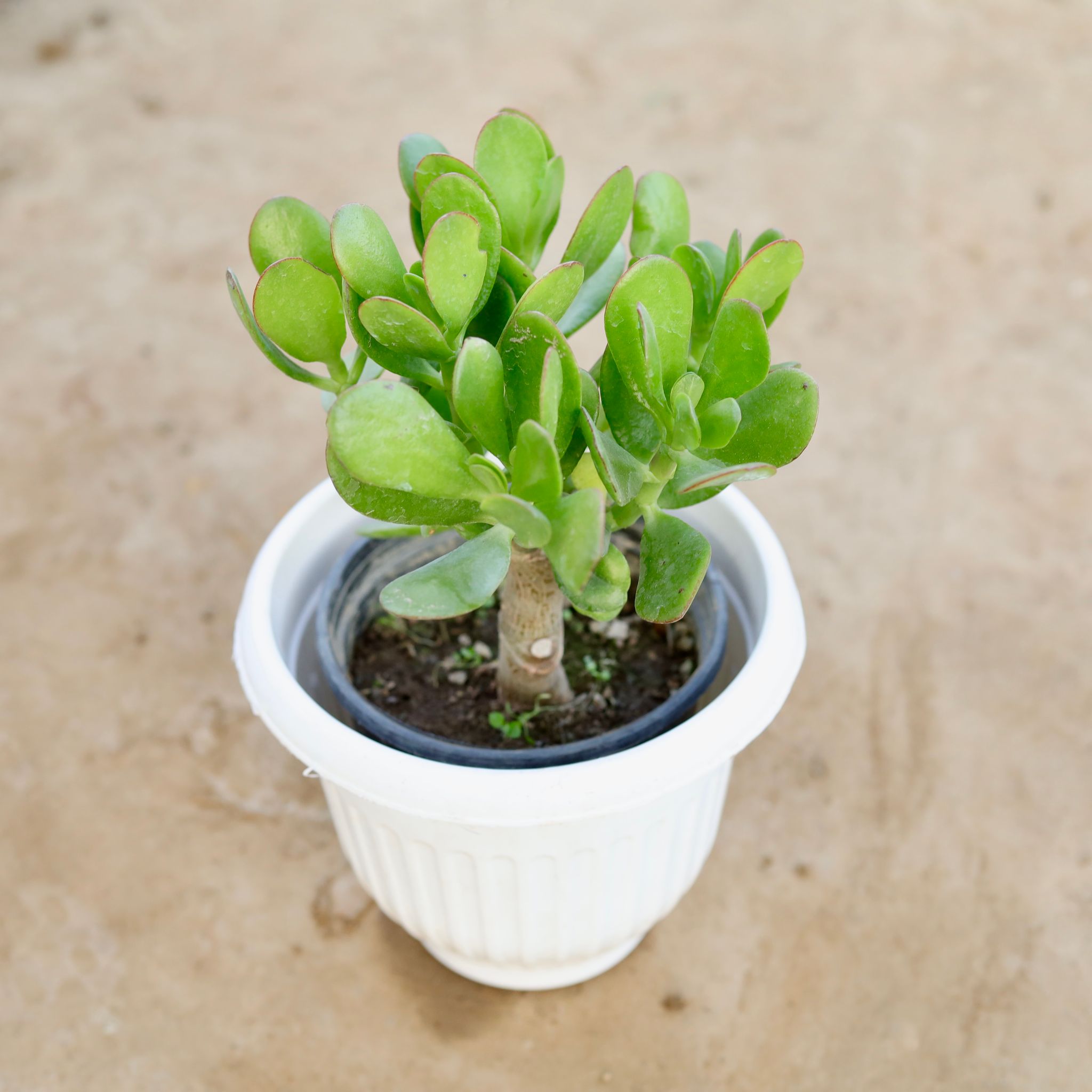 Crassula Jade in 8 Inch White Olive Plastic Pot