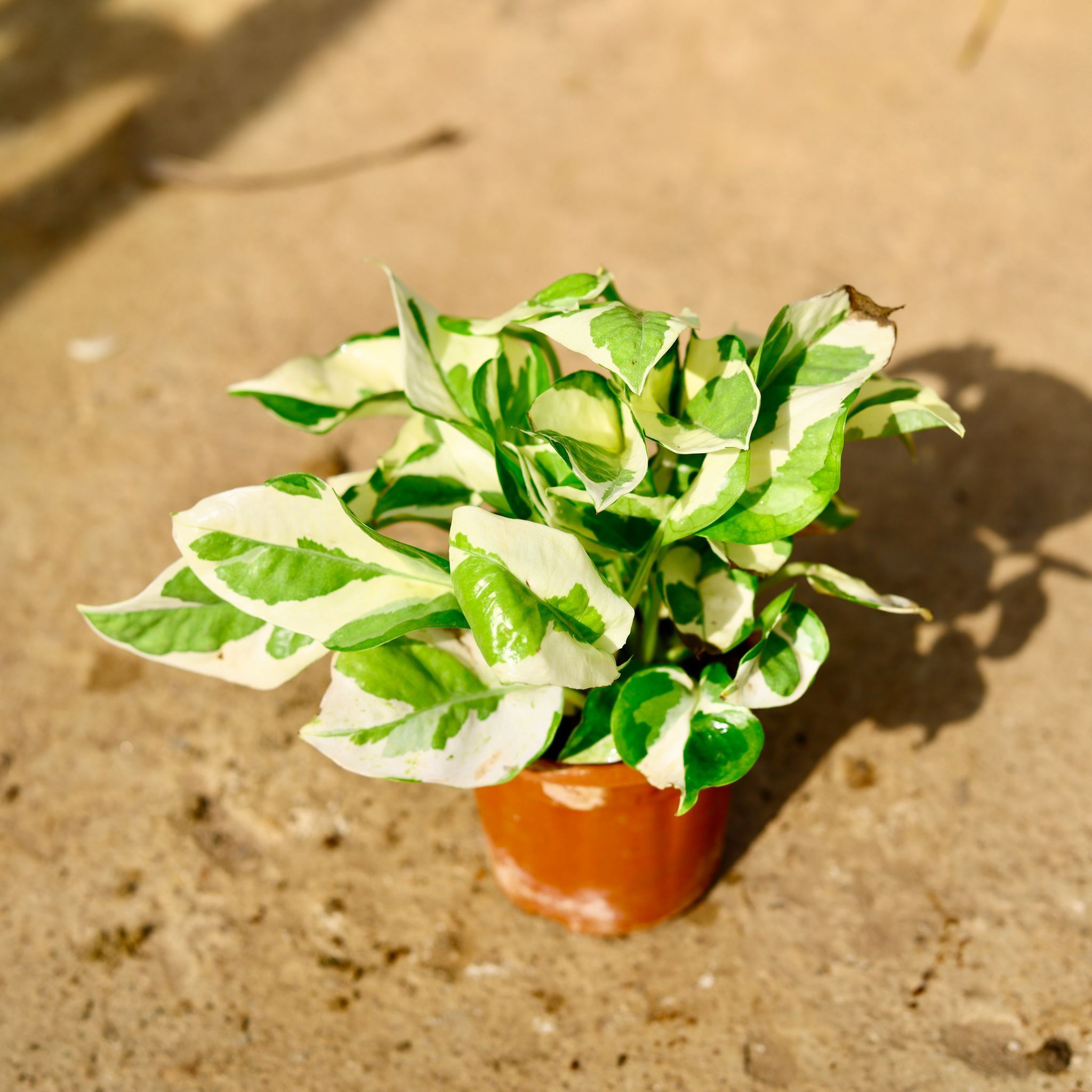 Money Plant N'joy in 4 Inch Nursery Pot