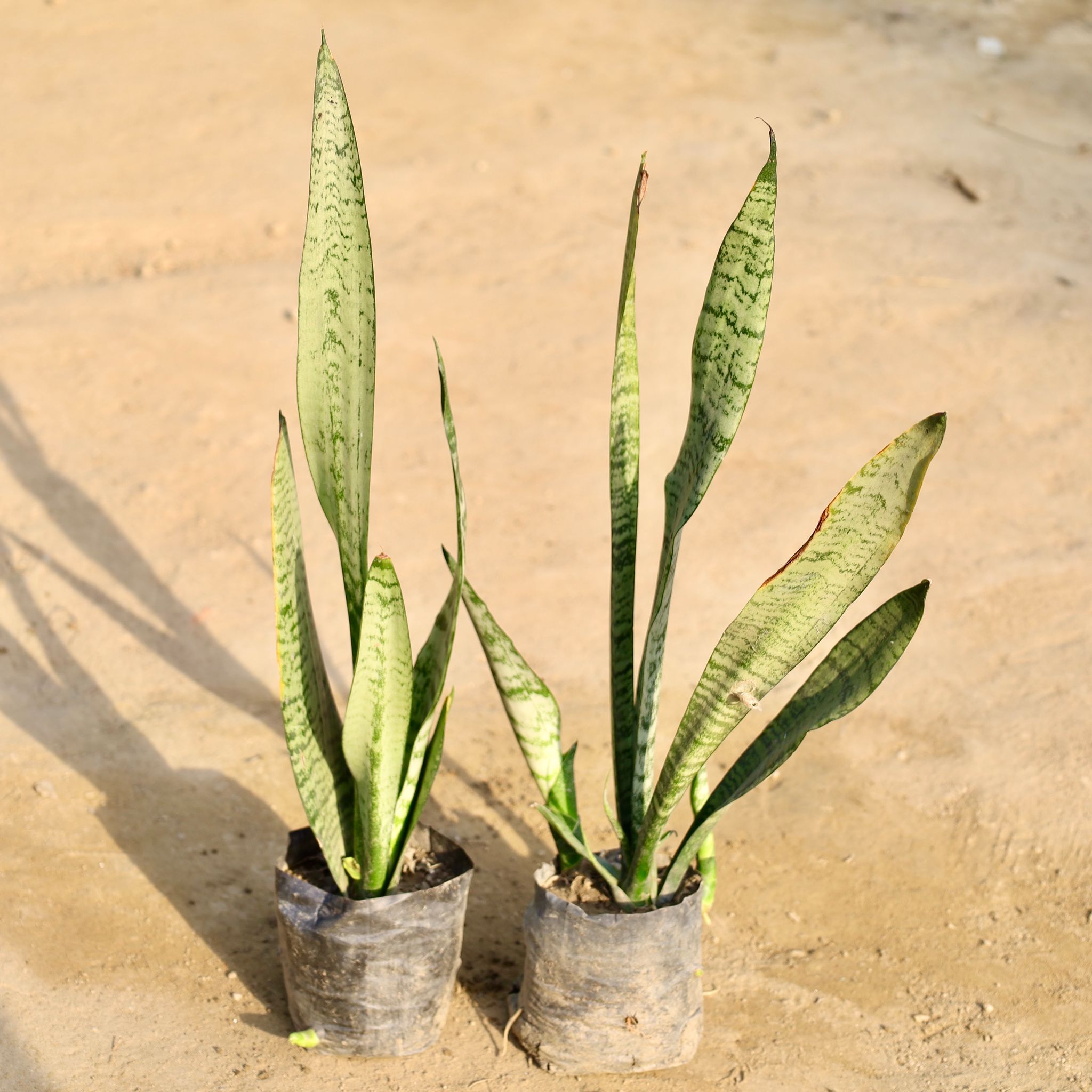 Set of 2 - Snake Green in 4 Inch Nursery Bag