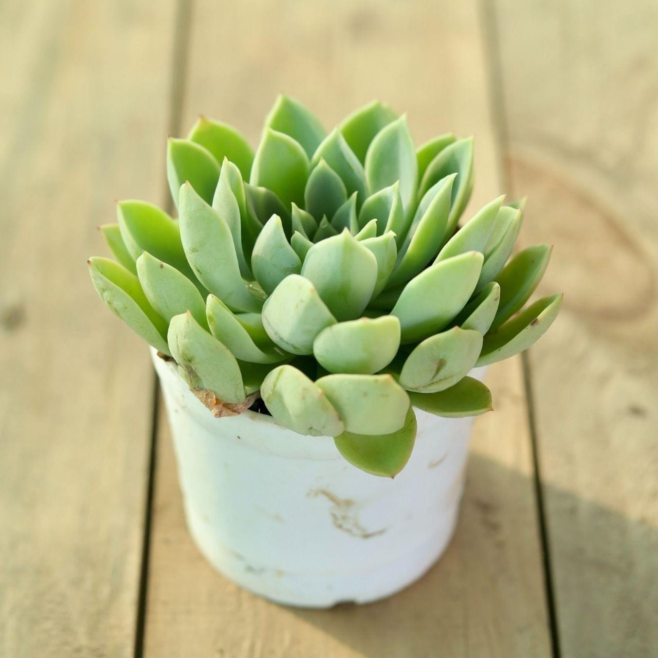 Echeveria Succulent in 3 Inch Nursery Pot