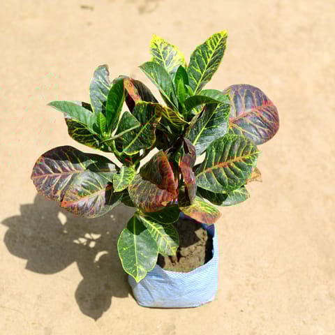 Croton Petra in 8 Inch Nursery Bag