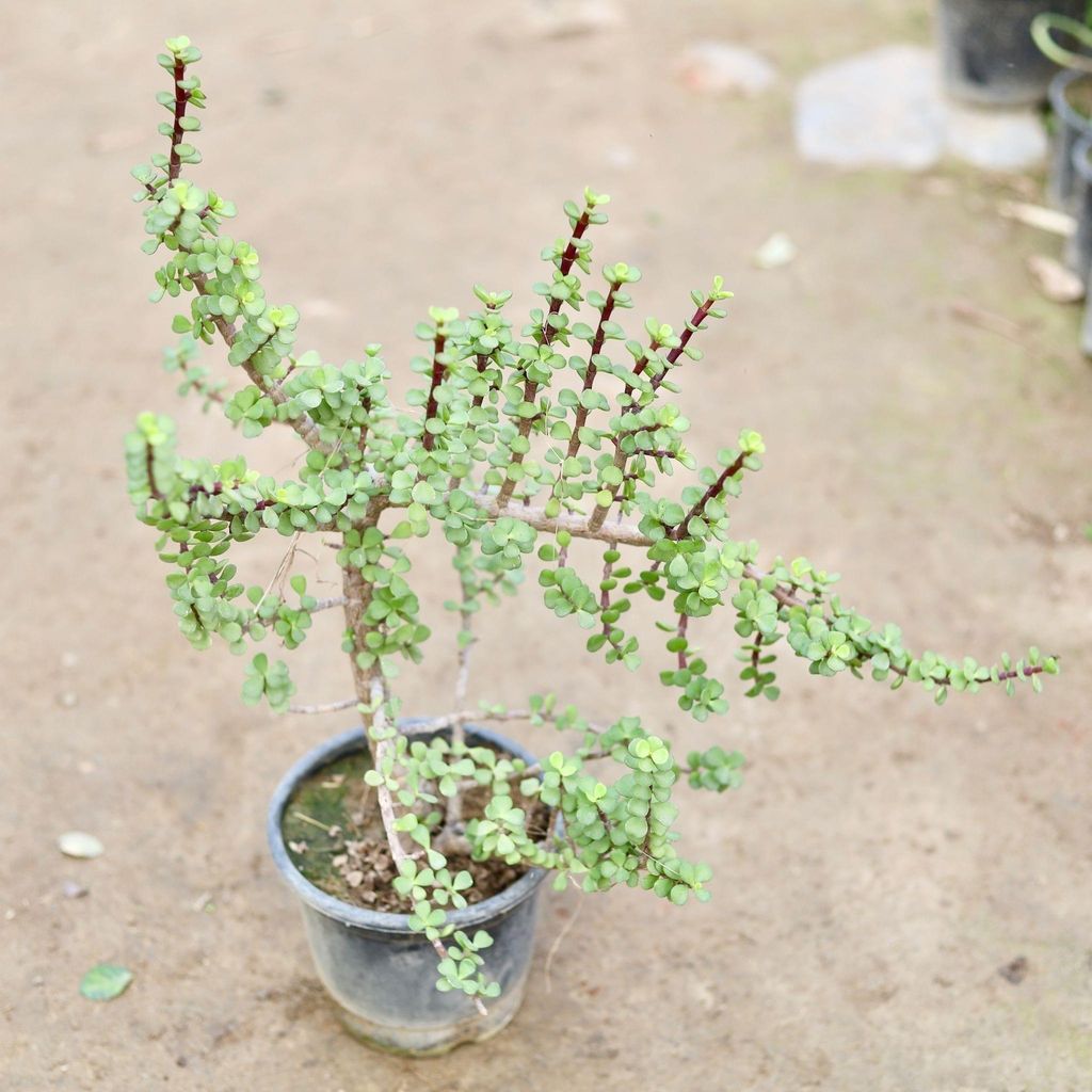 Buy Jade Mother plant in 8 Inch Nursery Bag Online | Urvann.com Jade Mother plant in 8 Inch Nursery Bag
