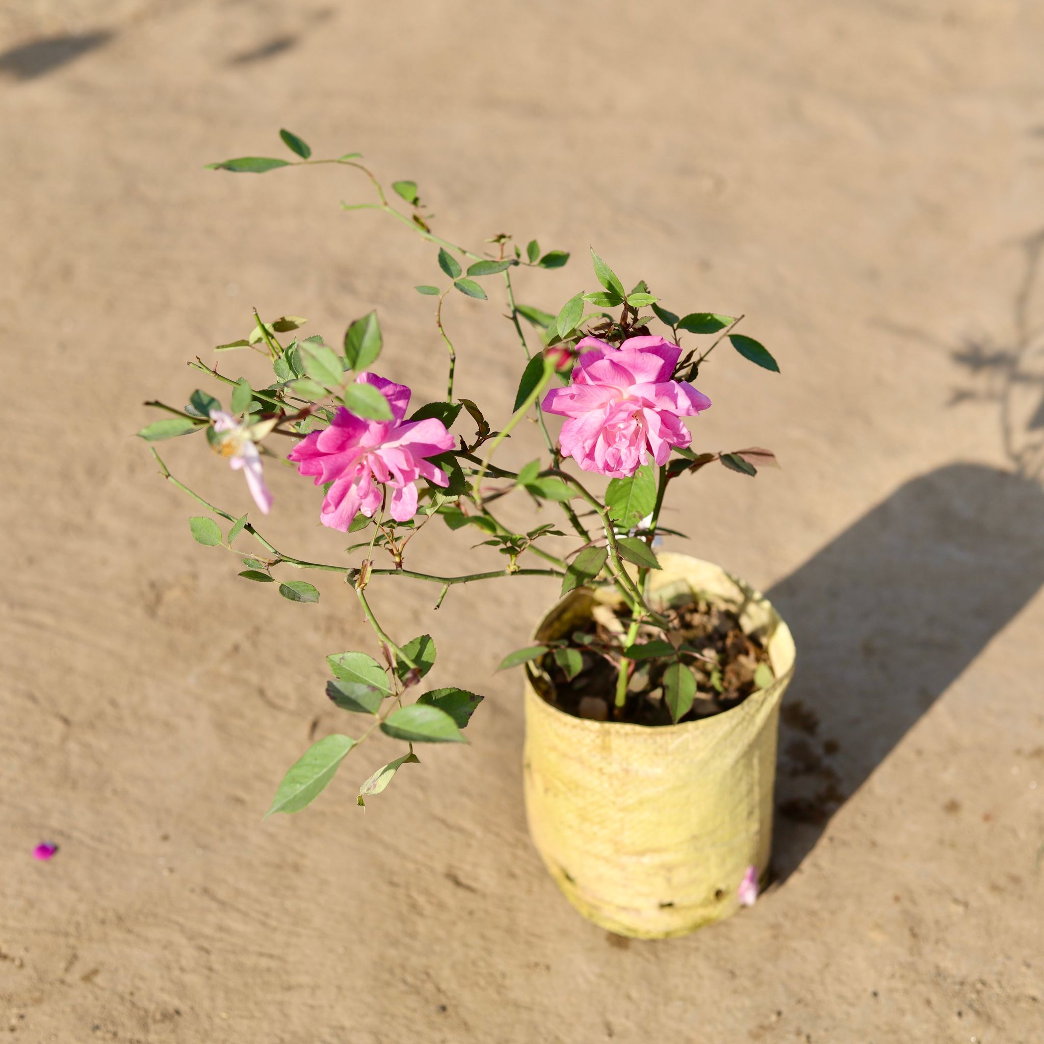Rose All Time (Any Colour) in 7 Inch Nursery Bag