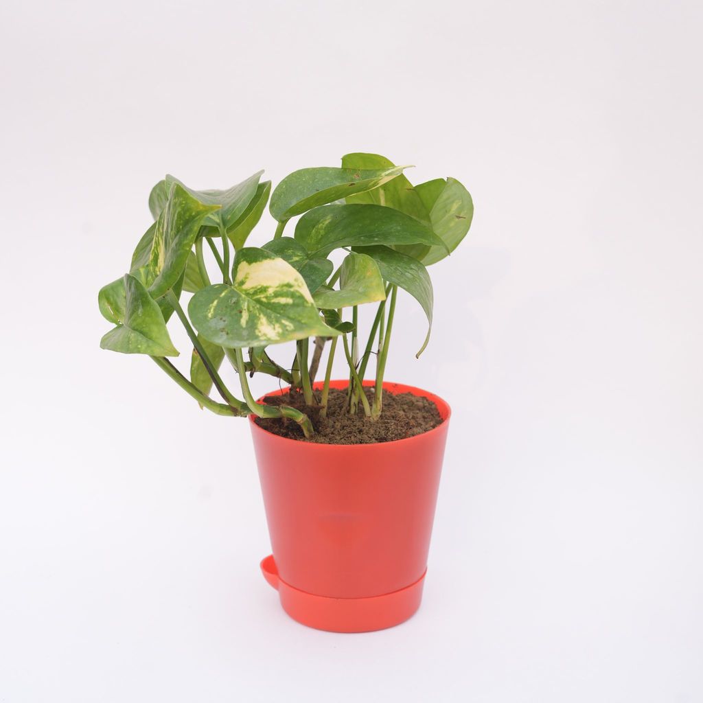 Buy Money Plant Green in 4 Inch Red Florence Self Watering Pot Online | Urvann.com Money Plant Green in 4 Inch Red Florence Self Watering Pot