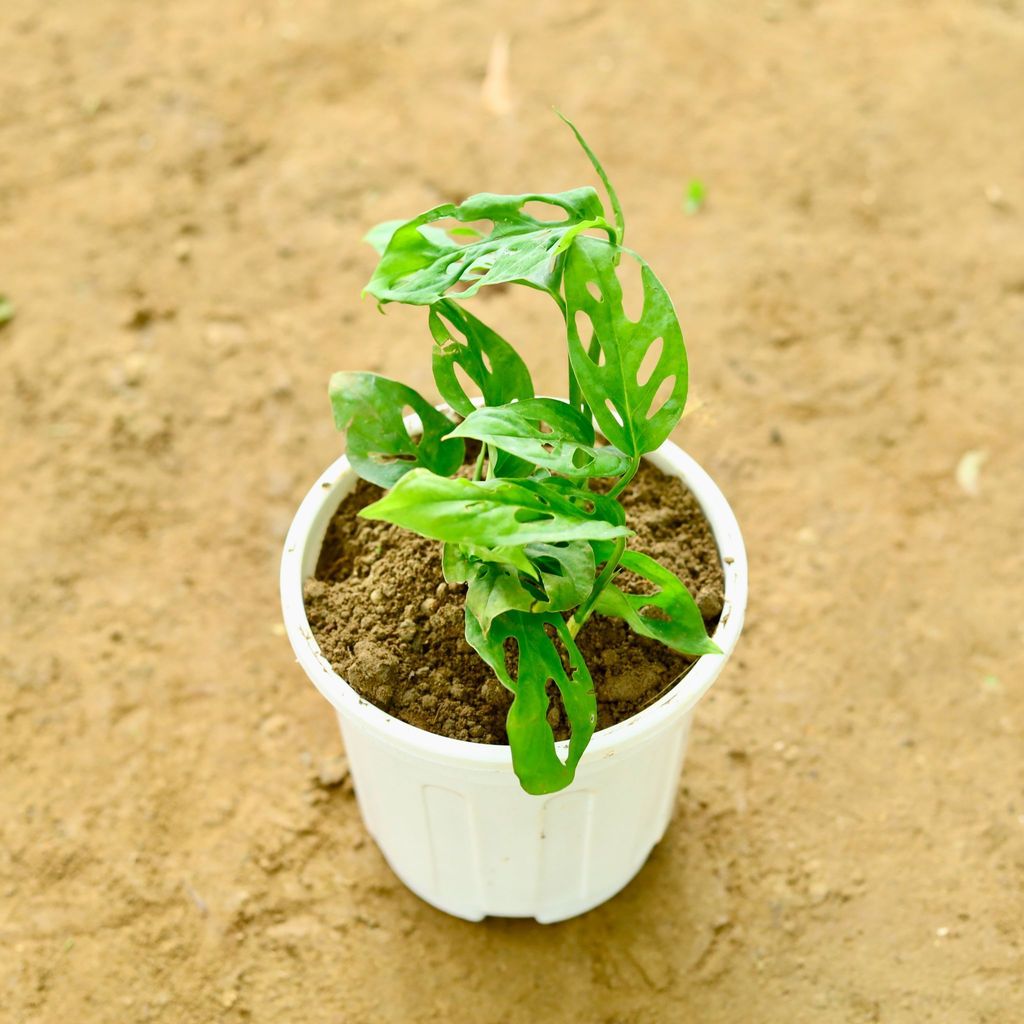 Buy Monstera Broken Heart in 6 Inch Super White Nursery Pot Online | Urvann.com Monstera Broken Heart in 6 Inch Super White Nursery Pot