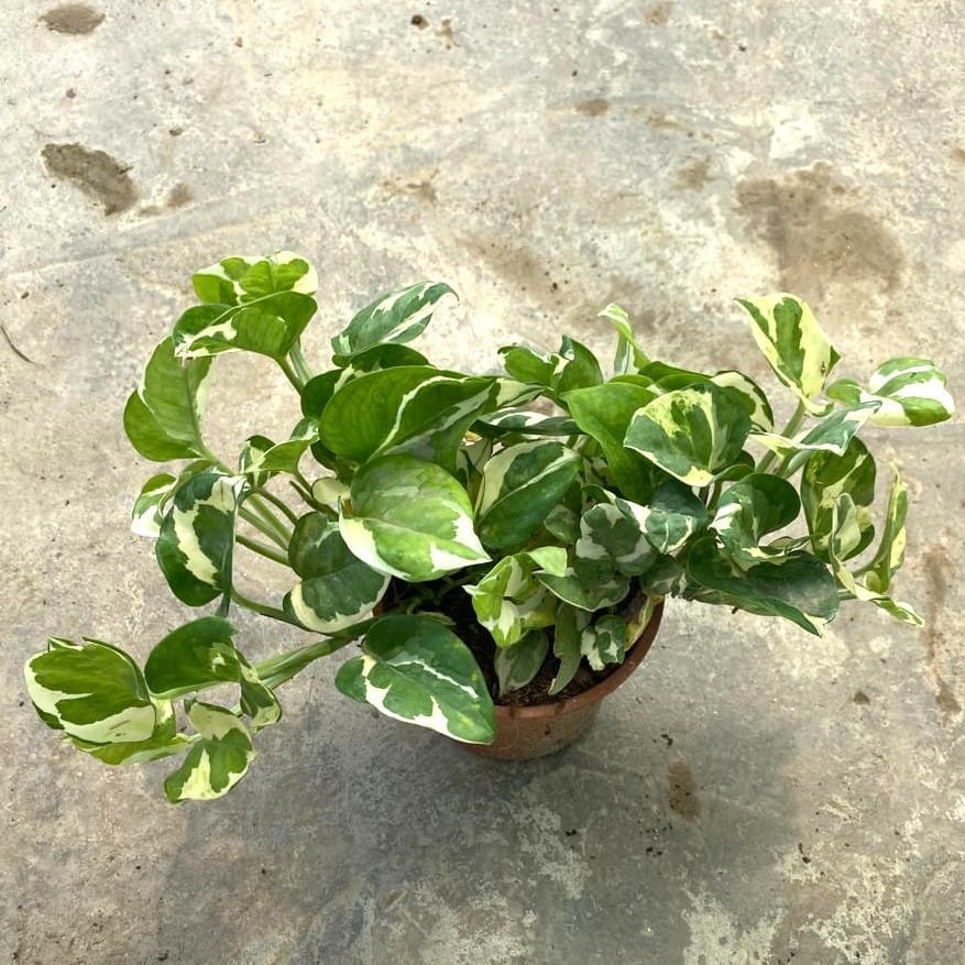 Buy Money Plant N'joy in 5 Inch Nursery Pot Online | Urvann.com Money Plant N'joy in 5 Inch Nursery Pot