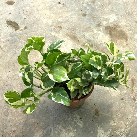 Money Plant N'joy in 5 Inch Nursery Pot