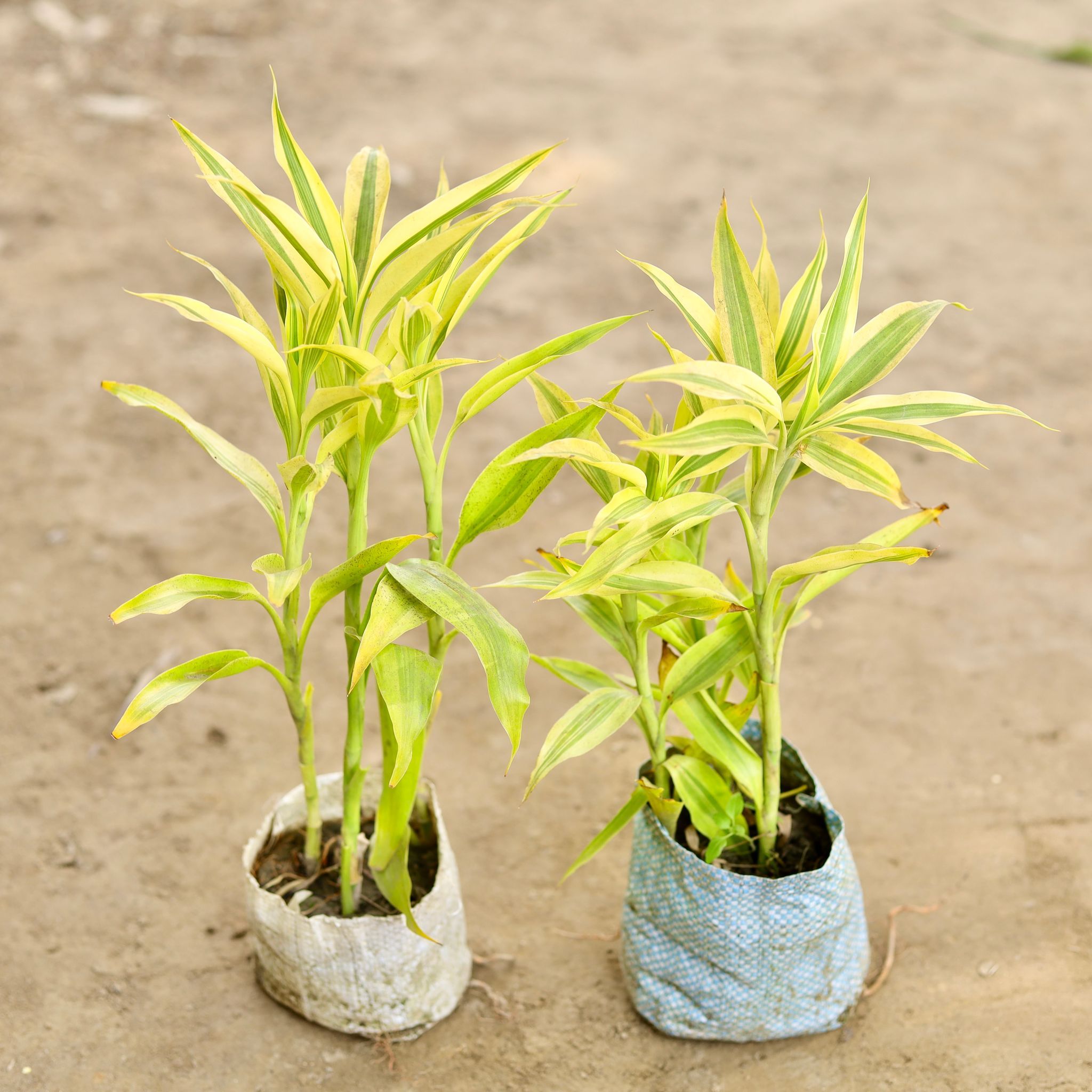 Set of 2 - Golden Lucky Bamboo in 4 Inch Nursery bag