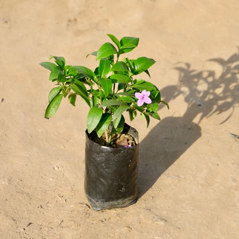 Nil Tagar Blue in 4 Inch Nursery bag