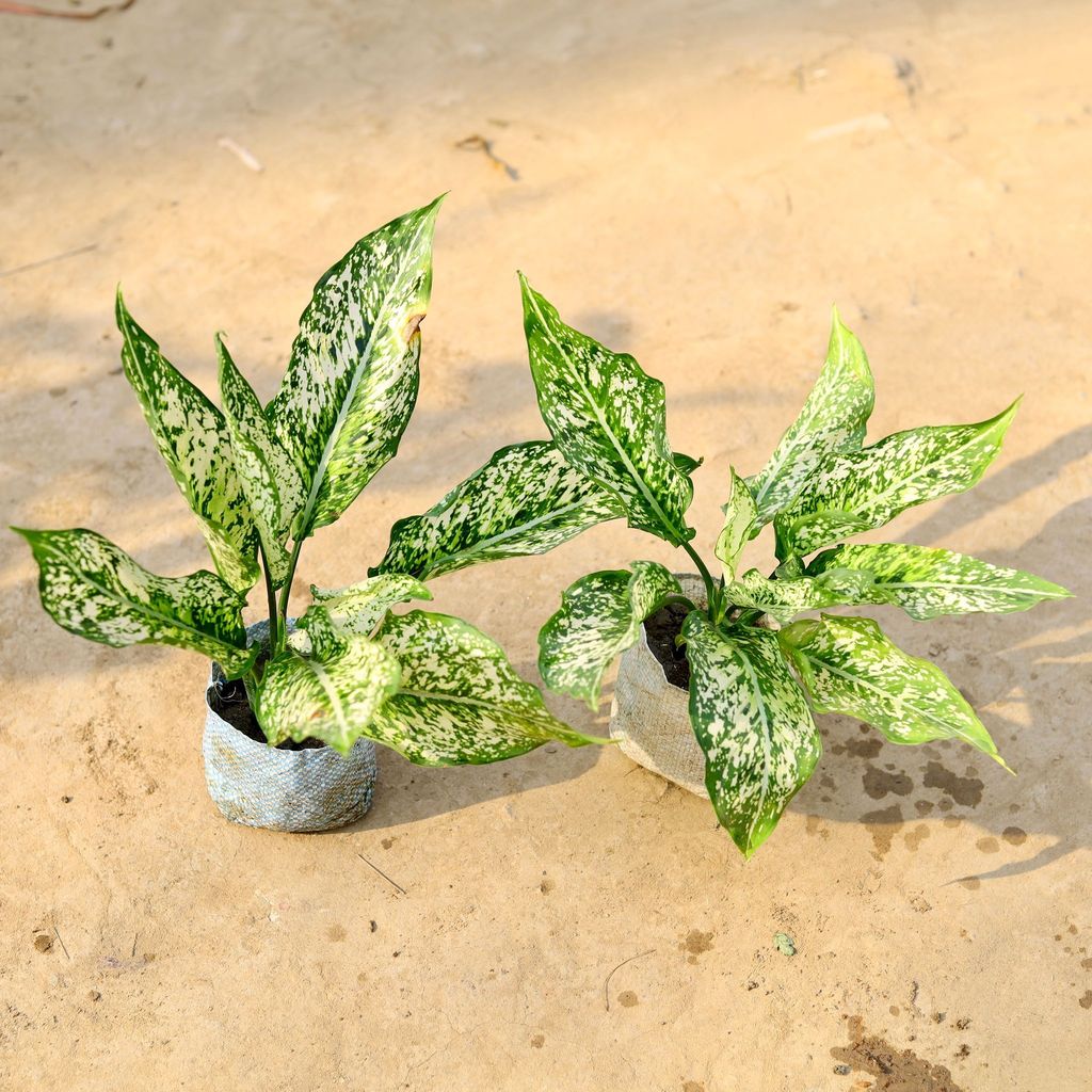 Set of 2 - Aglaonema Snow white in 4 Inch Nursery Bag