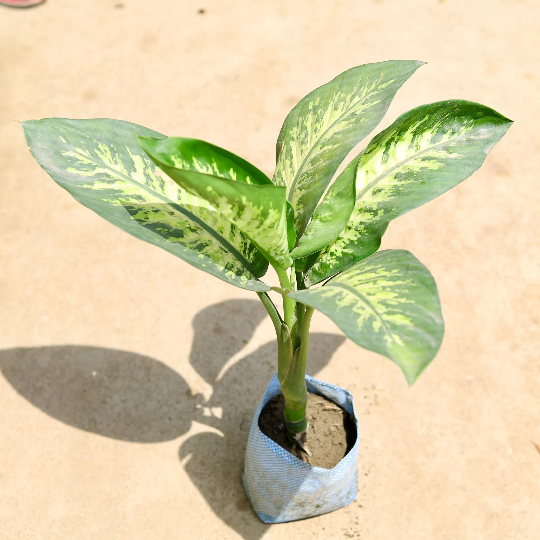 Dieffenbachia Seguine in 8 Inch Nursery Bag