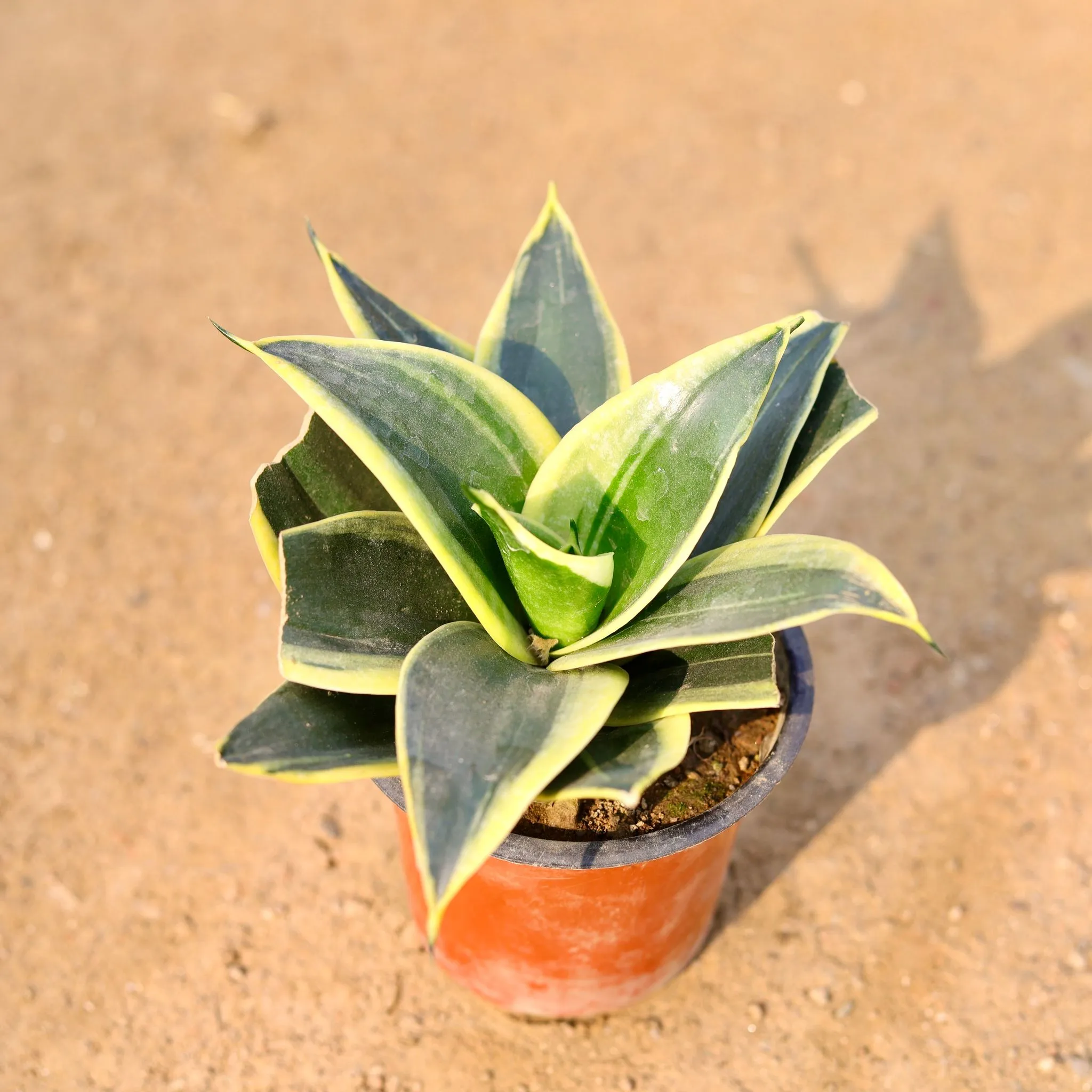 Snake Dwarf Yellow in 4 Inch Nursery Pot