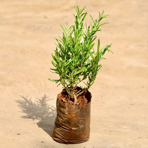 Rosemary in 4 Inch Nursery Bag