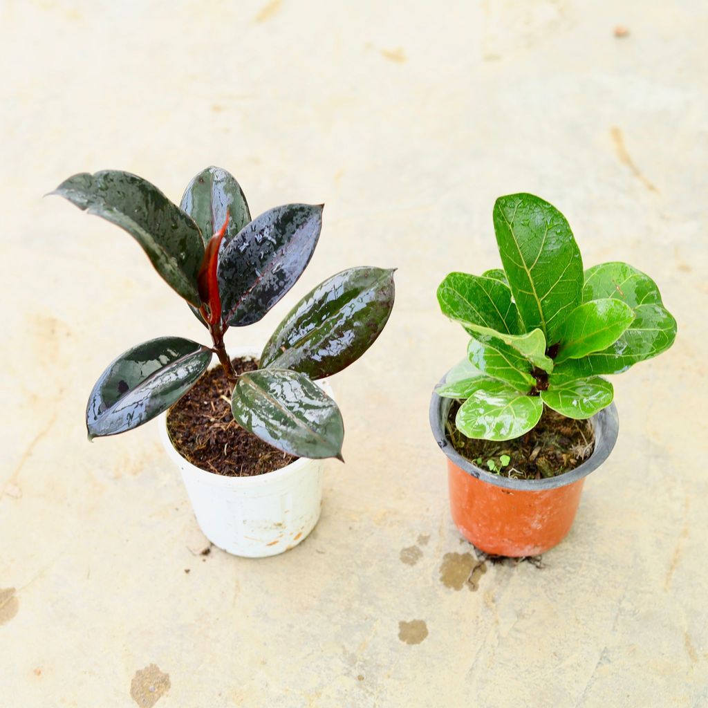 Buy Set of 2 - Rubber Black & Fiddle Leaf Fig / Ficus Lyrata in 4 Inch Nursery Pot Online | Urvann.com Set of 2 - Rubber Black & Fiddle Leaf Fig / Ficus Lyrata in 4 Inch Nursery Pot