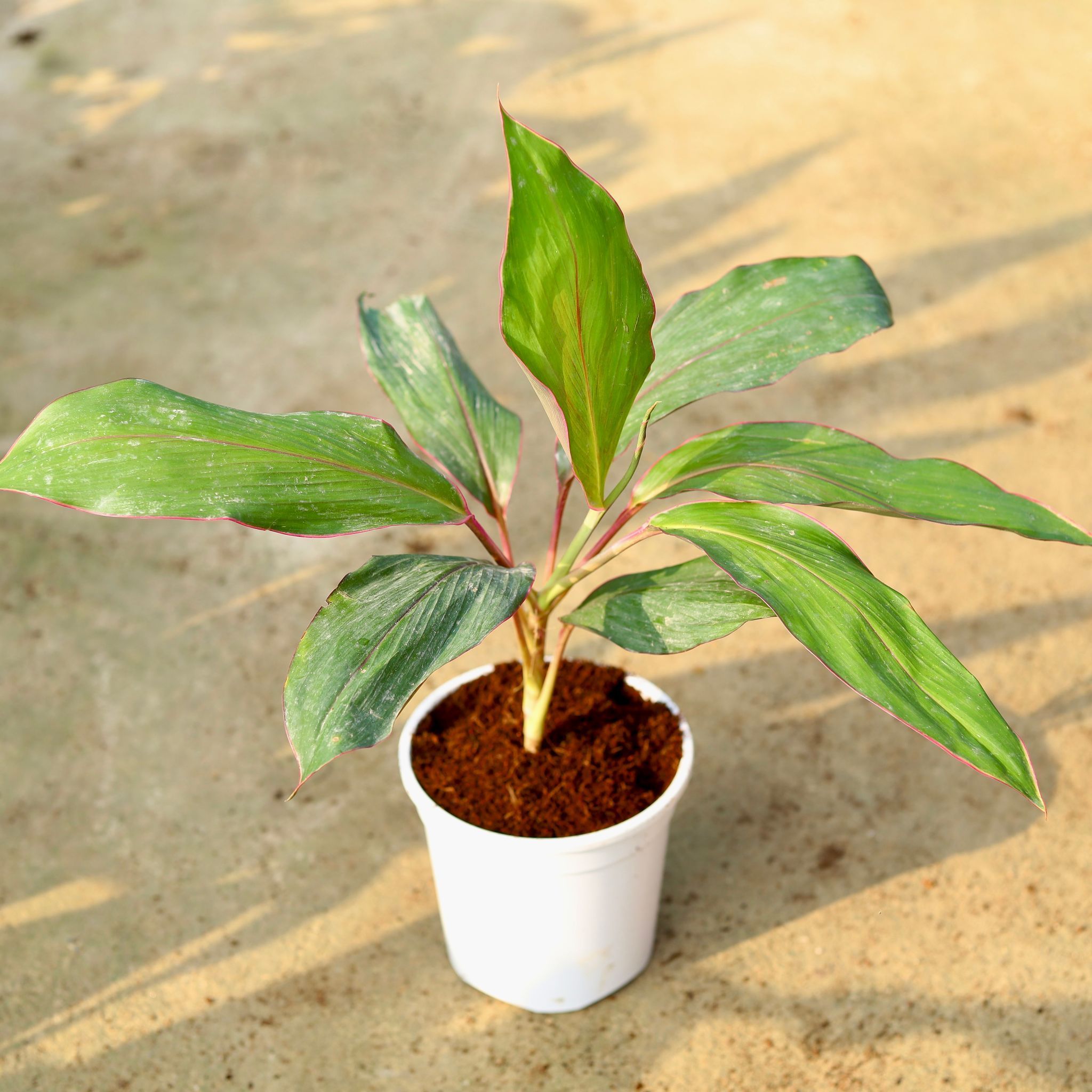 Dracaena Kedarnath in 6 Inch White Nursery Pot