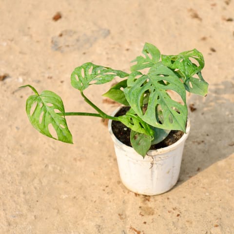 Monstera Broken Heart in 4 Inch Nursery Pot