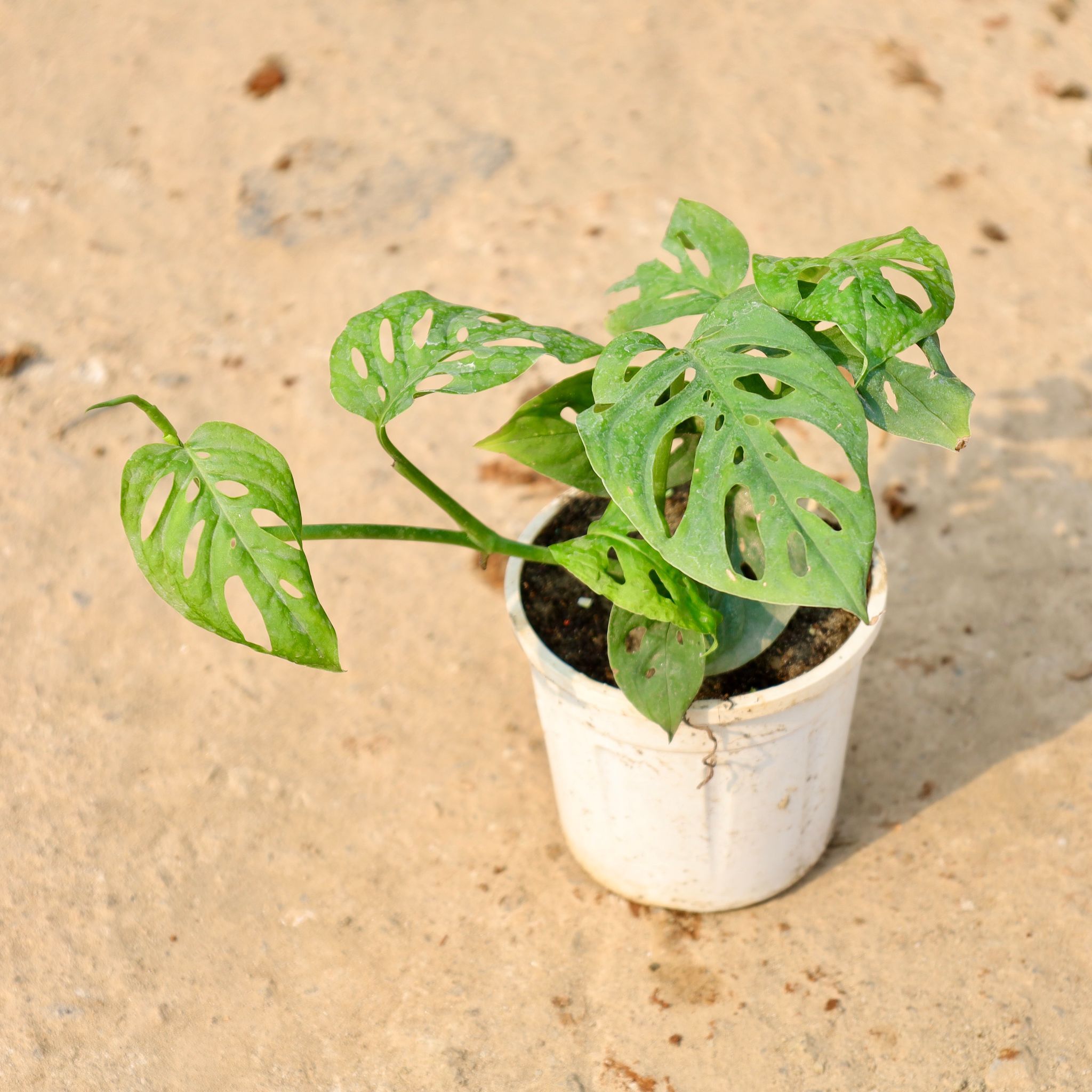 Monstera Broken Heart in 4 Inch Nursery Pot