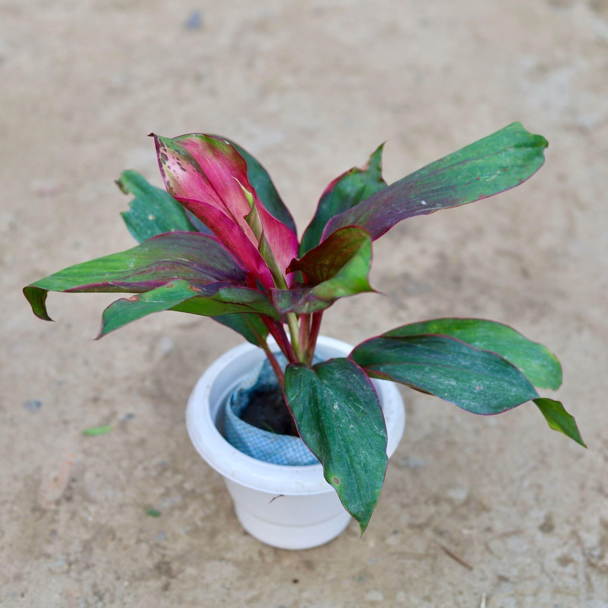 Dracaena Kedarnath in 6 Inch Classy White Plastic Pot