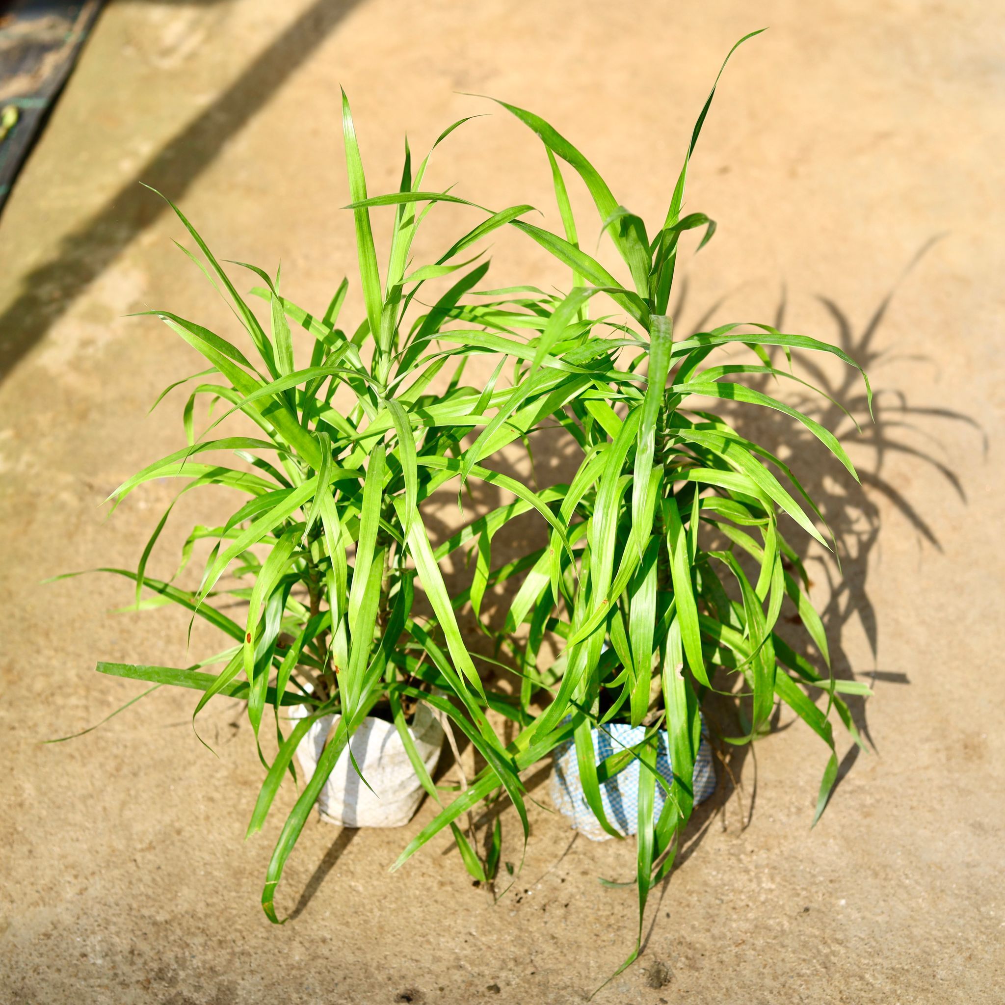 Set of 2 - Dracaena Green in 4 Inch Nursery Bag