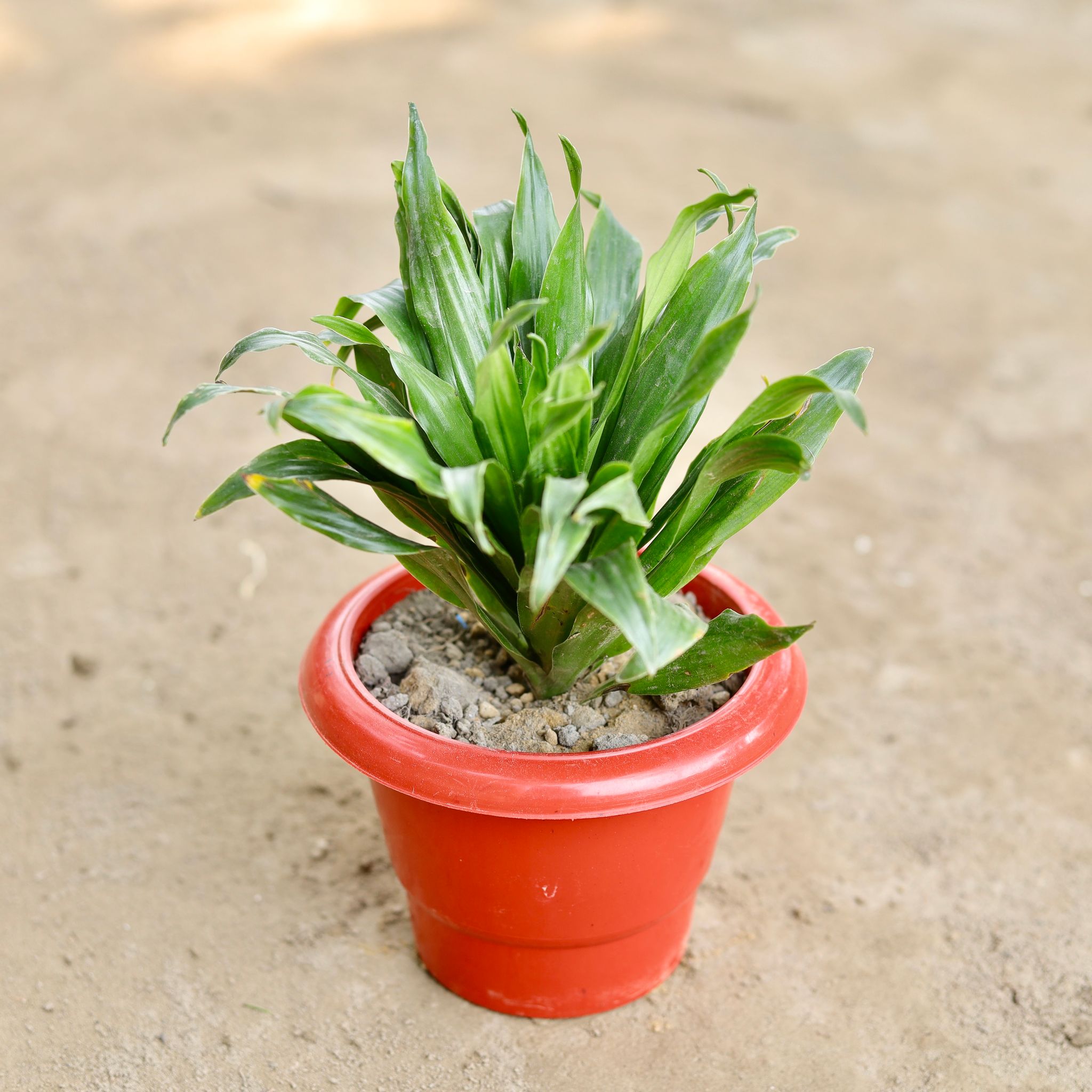 Dracaena Compacta in 6 Inch Classy Red Plastic Pot