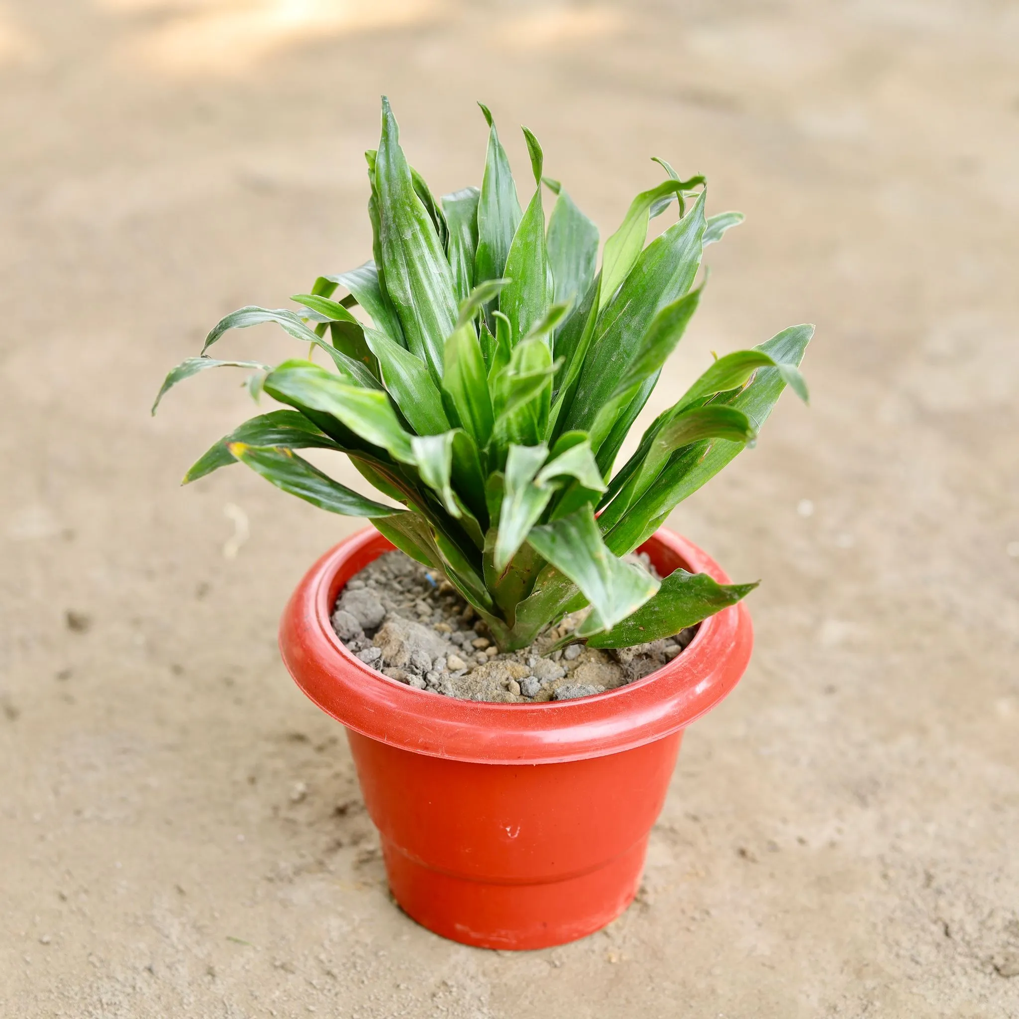 Dracaena Compacta in 6 Inch Classy Red Plastic Pot