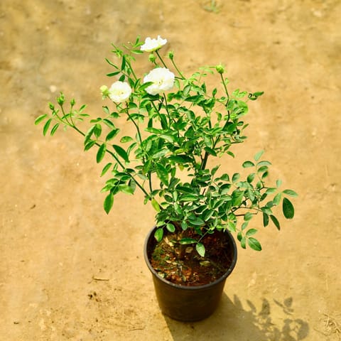 Kashmiri Rose (Any Colour) in 6 Inch Live Plant Nursery Pot