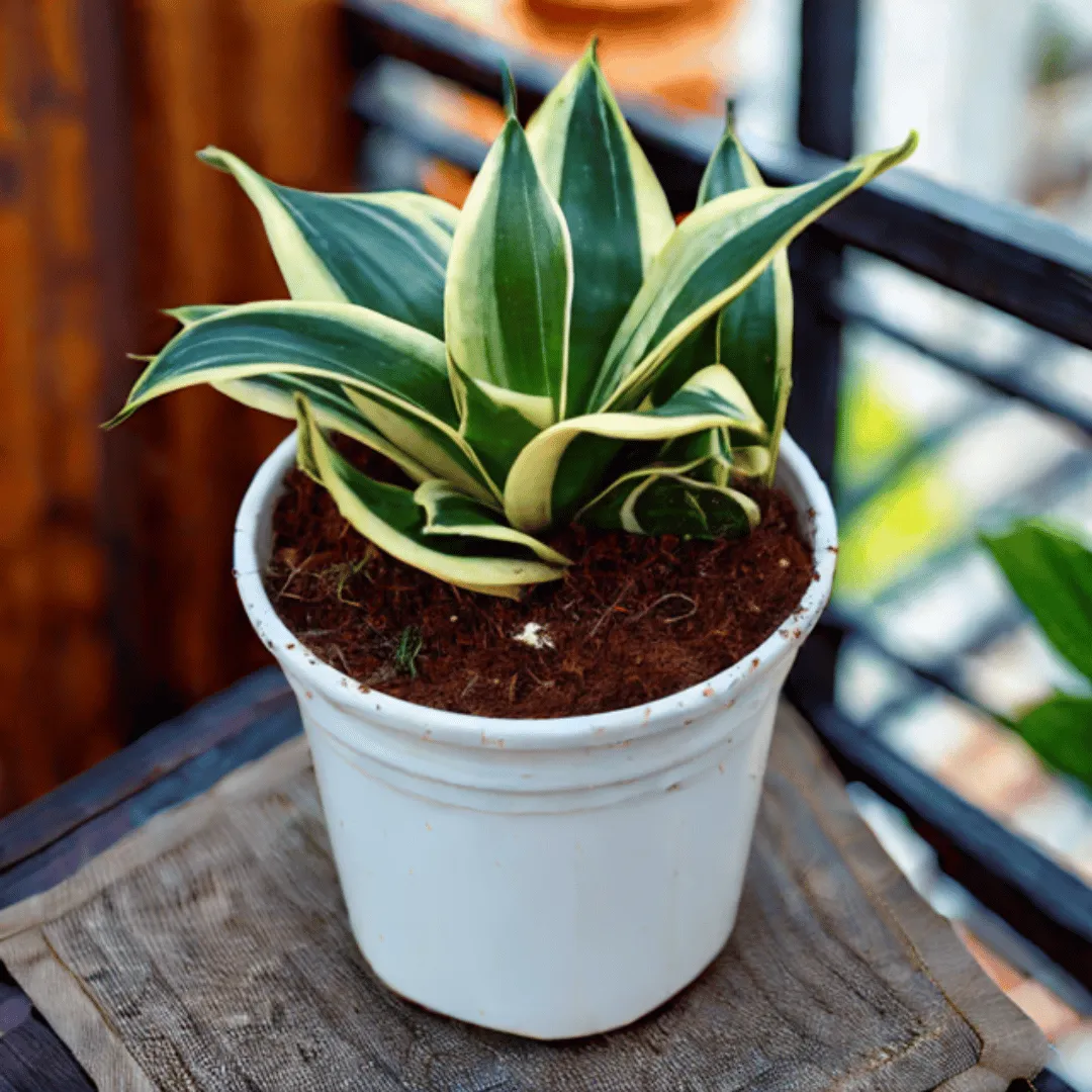 Snake Dwarf in 6 Inch White Nursery Pot