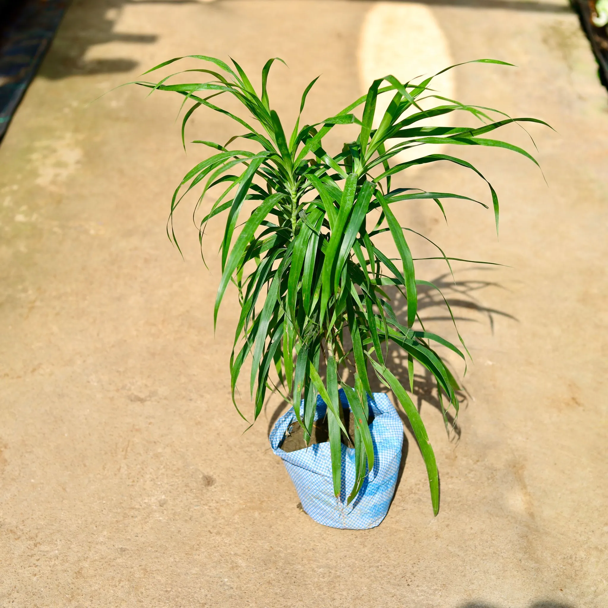 Dracaena Green in 4 Inch Nursery Bag