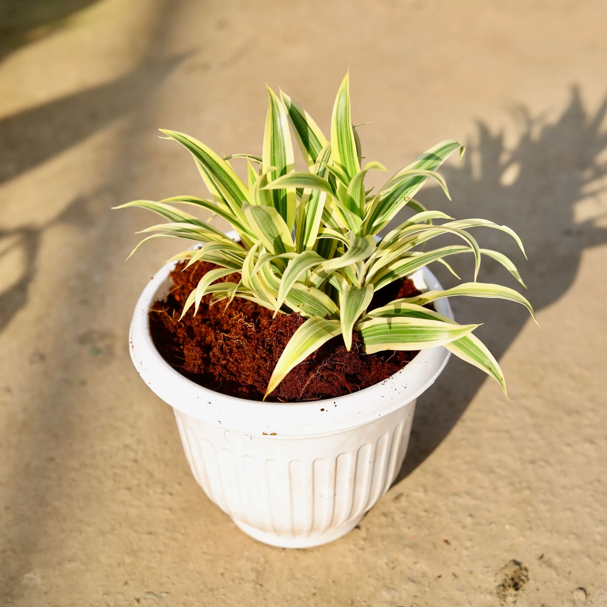 Song of India in 8 Inch White Olive Plastic Pot