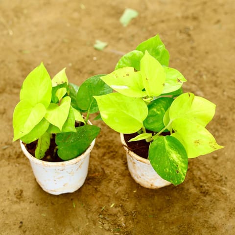 Set of 2 - Golden Money Plant in 4 Inch Nursery Pot