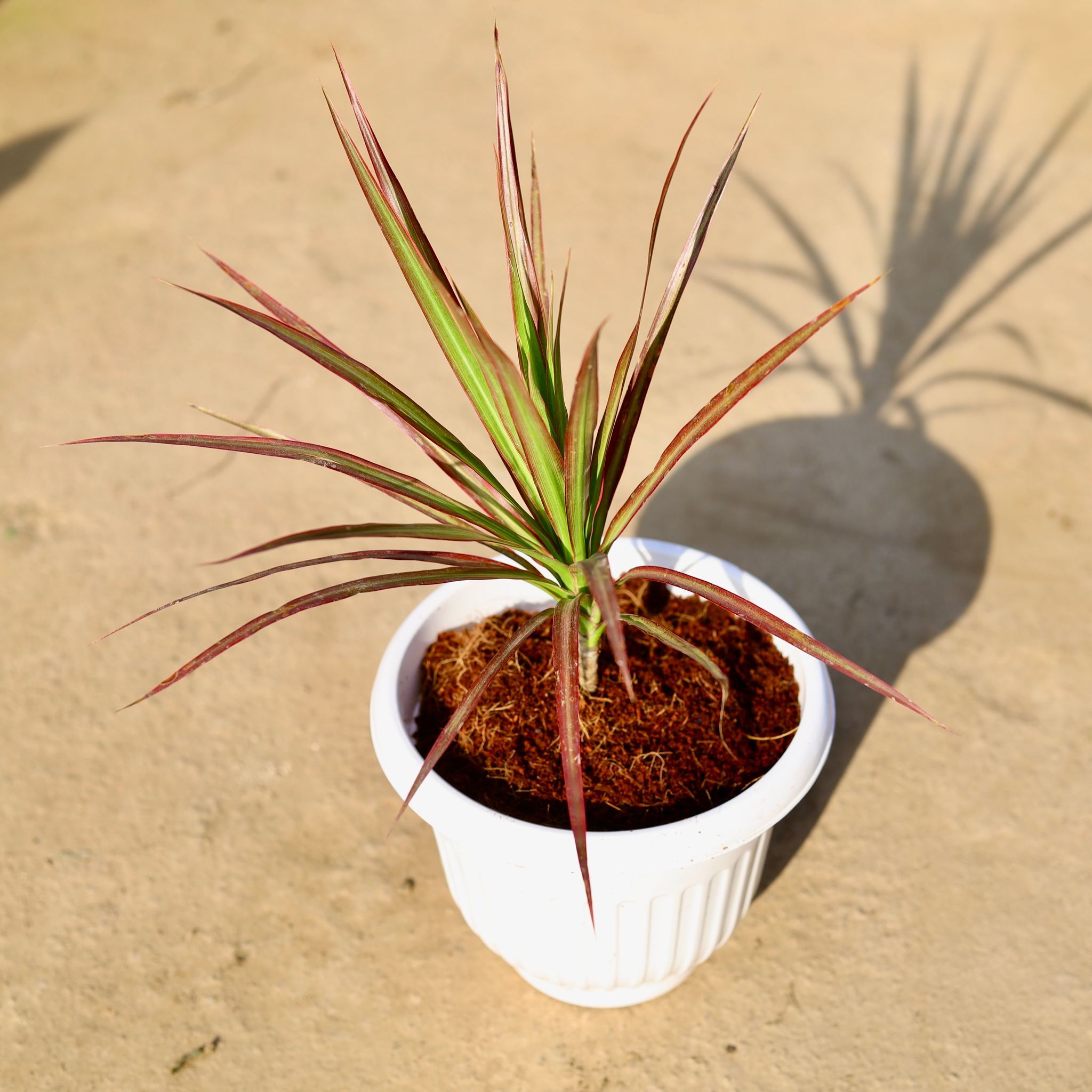 Dracaena Colorama Red in 8 Inch White Olive Plastic Pot