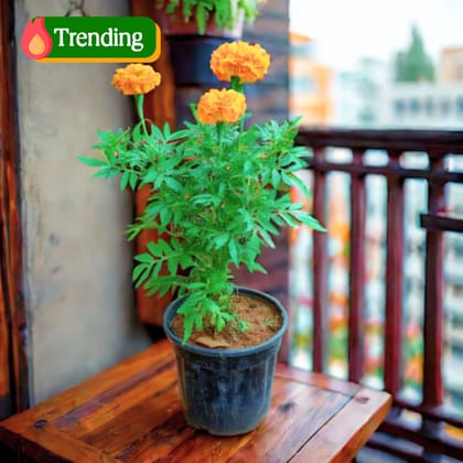 Marigold / Genda Orange in 5 Inch Nursery Pot