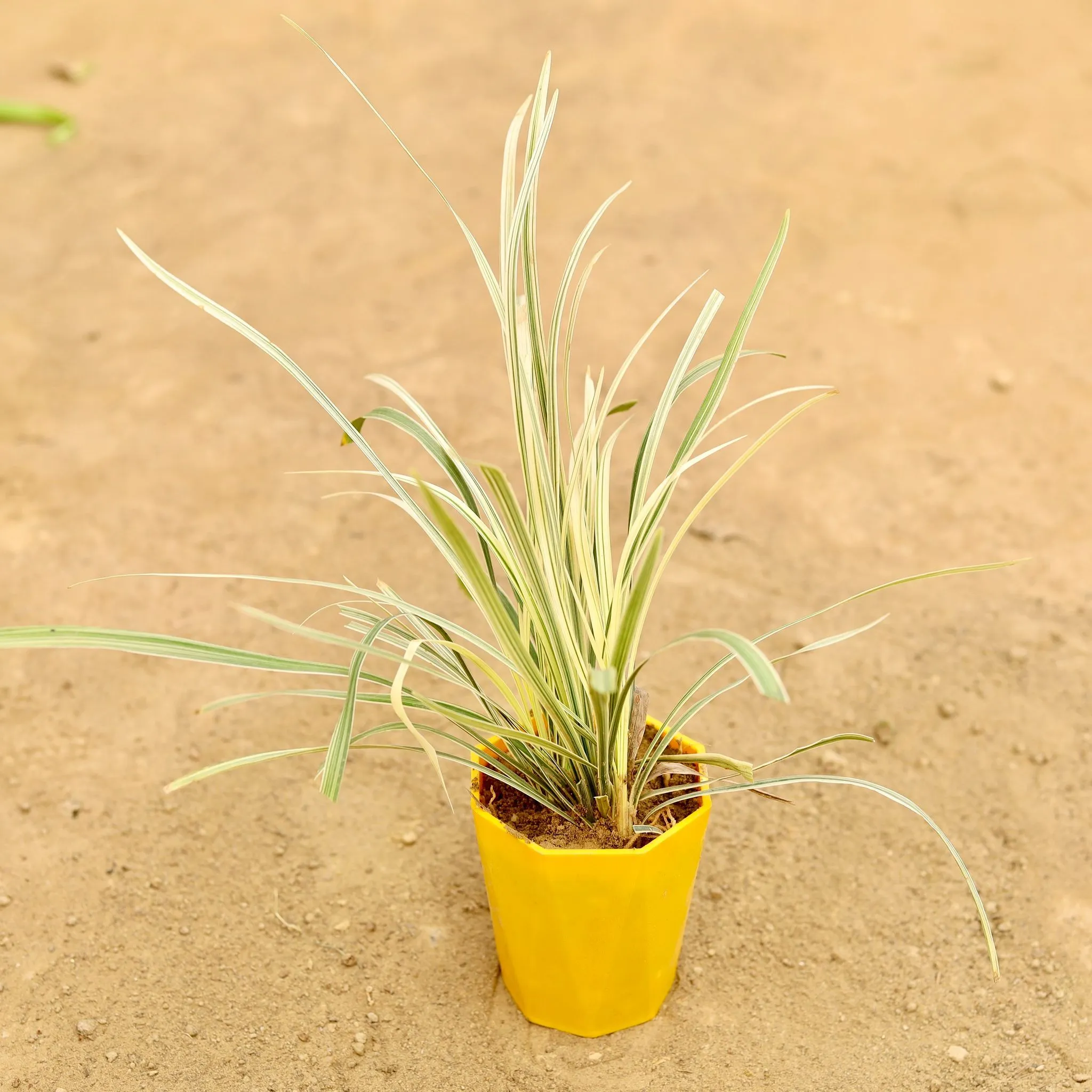 Ribbon Grass in 4 Inch Yellow Premium Diamanti Plastic Pot