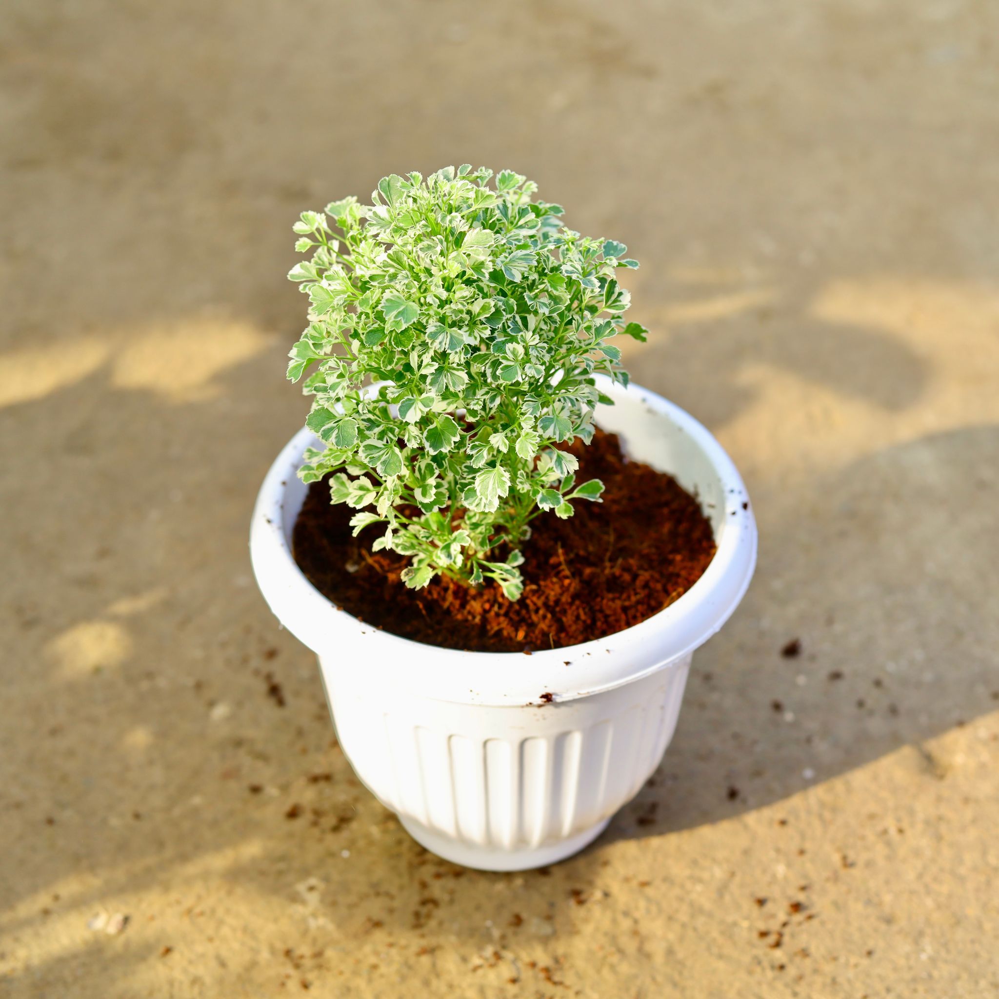 Aralia White in 8 Inch White Olive Plastic Pot