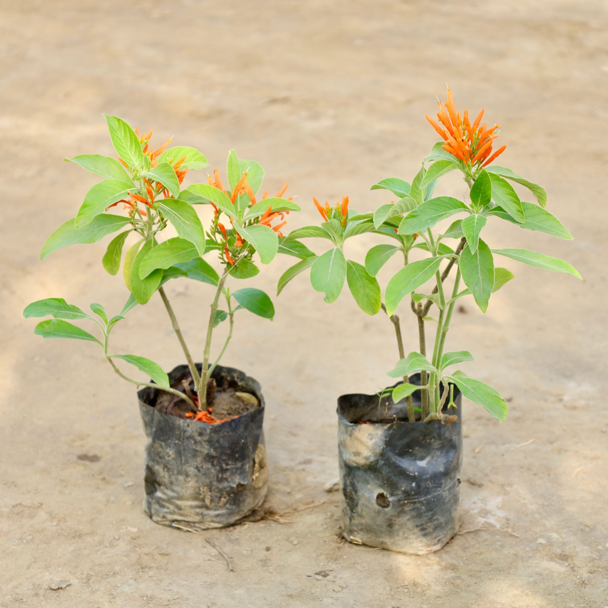 Set of 2 - Mexican Honeysuckle in 4 Inch Nursery bag
