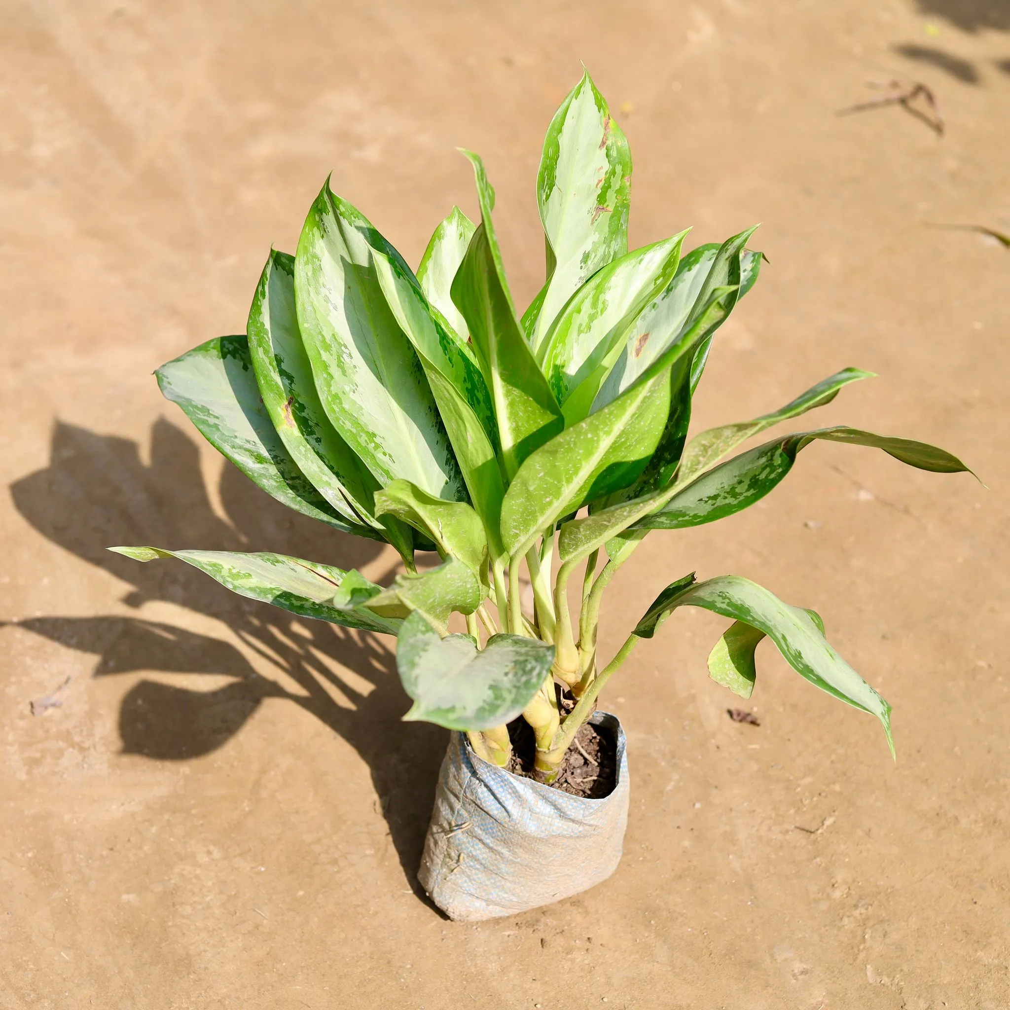 Aglaonema Dove in 7 Inch Nursery bag