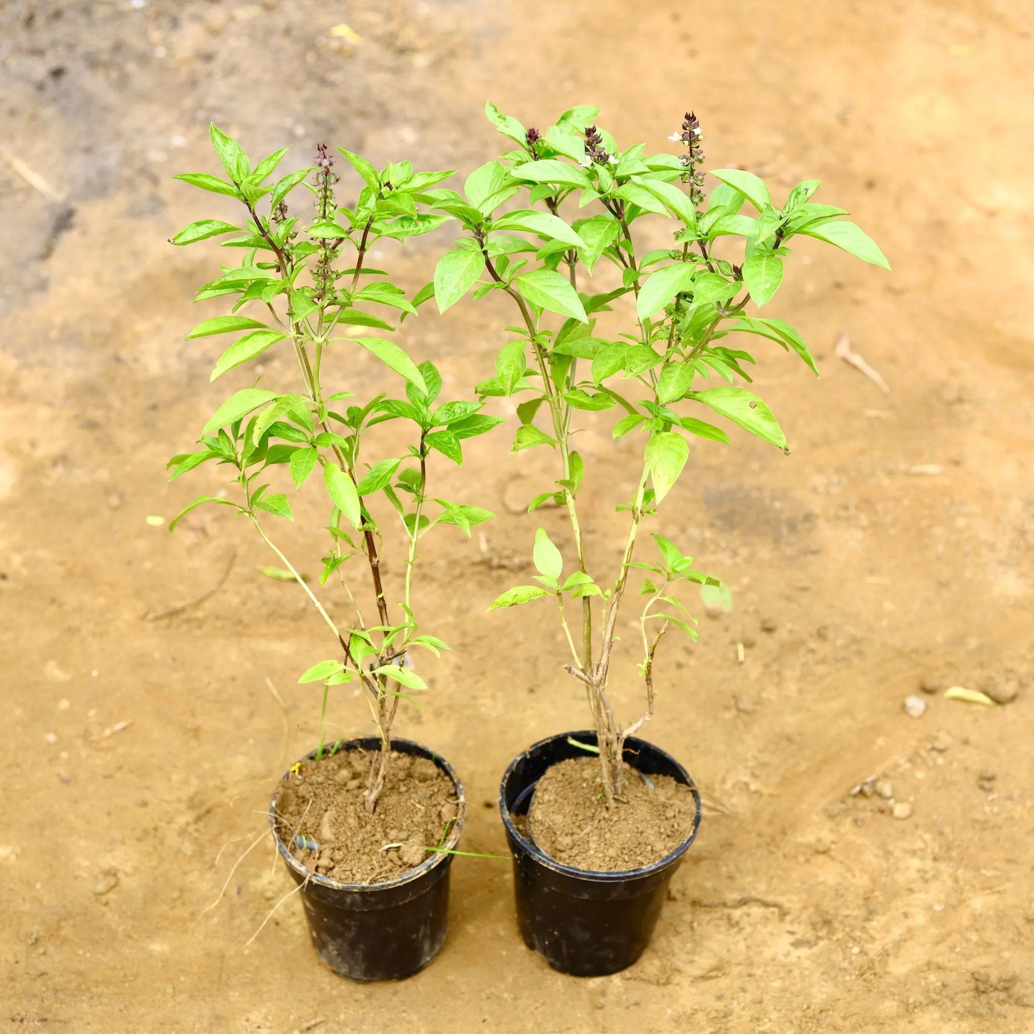Set of 2 - Rama Tulsi in 5 Inch Nursery Pot