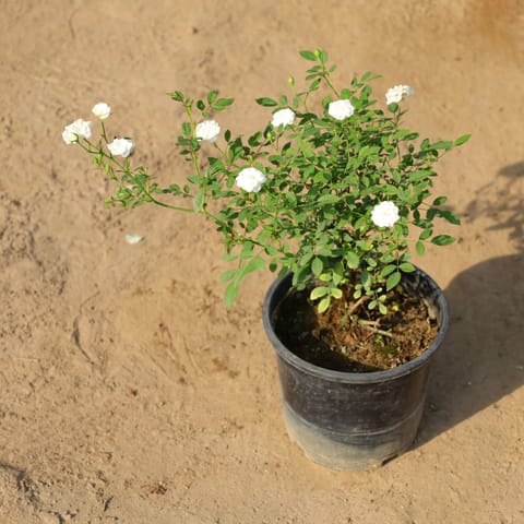 Button Rose White in 8 Inch Nursery Pot