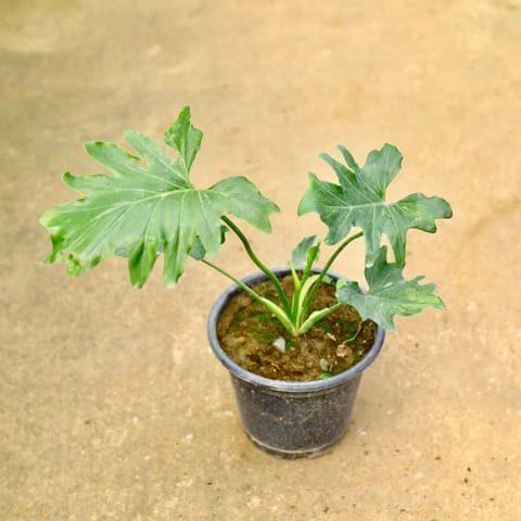 Philodendron Selloum in 8 Inch Nursery Pot