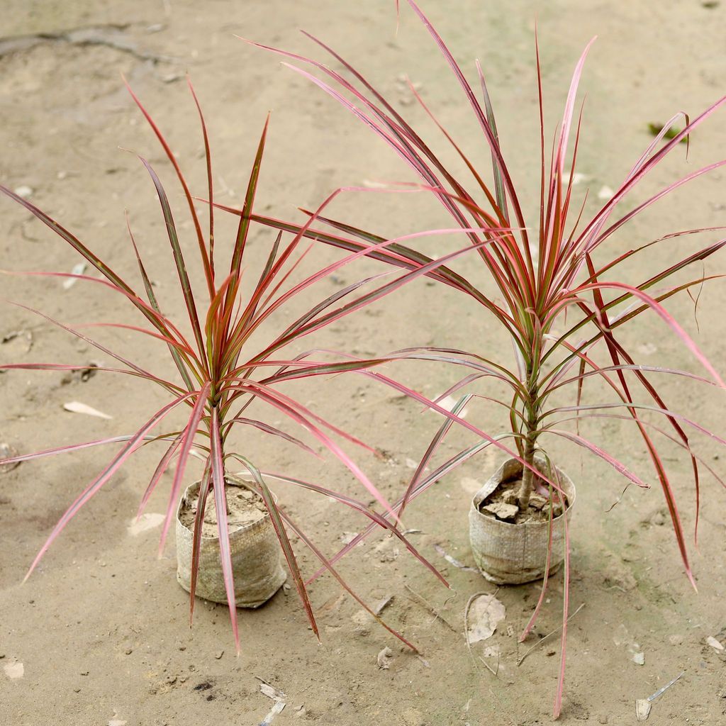 Set of 2 - Dracaena Colorama / Marginata in 4 Inch Nursery Bag