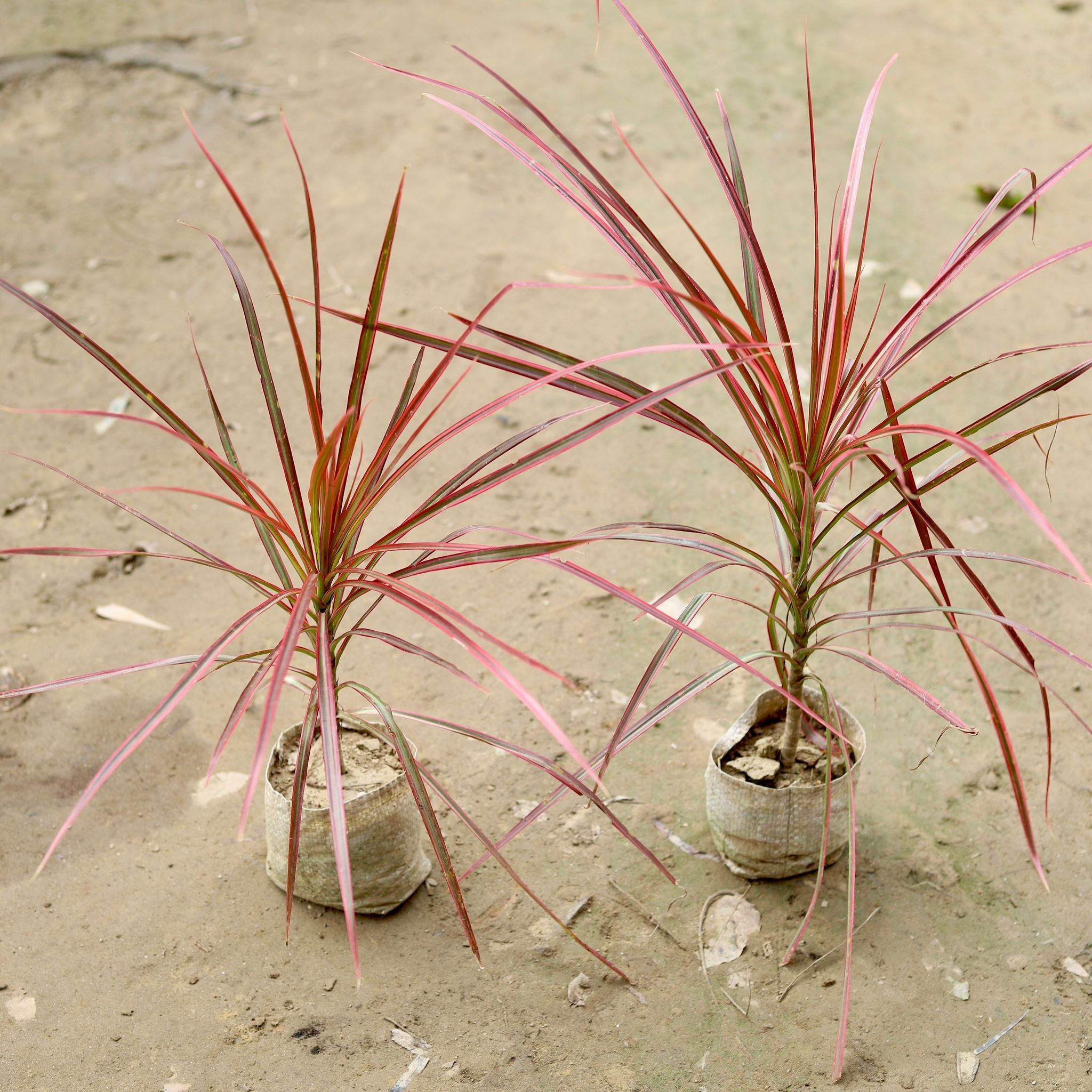 Set of 2 - Dracaena Colorama / Marginata in 4 Inch Nursery Bag