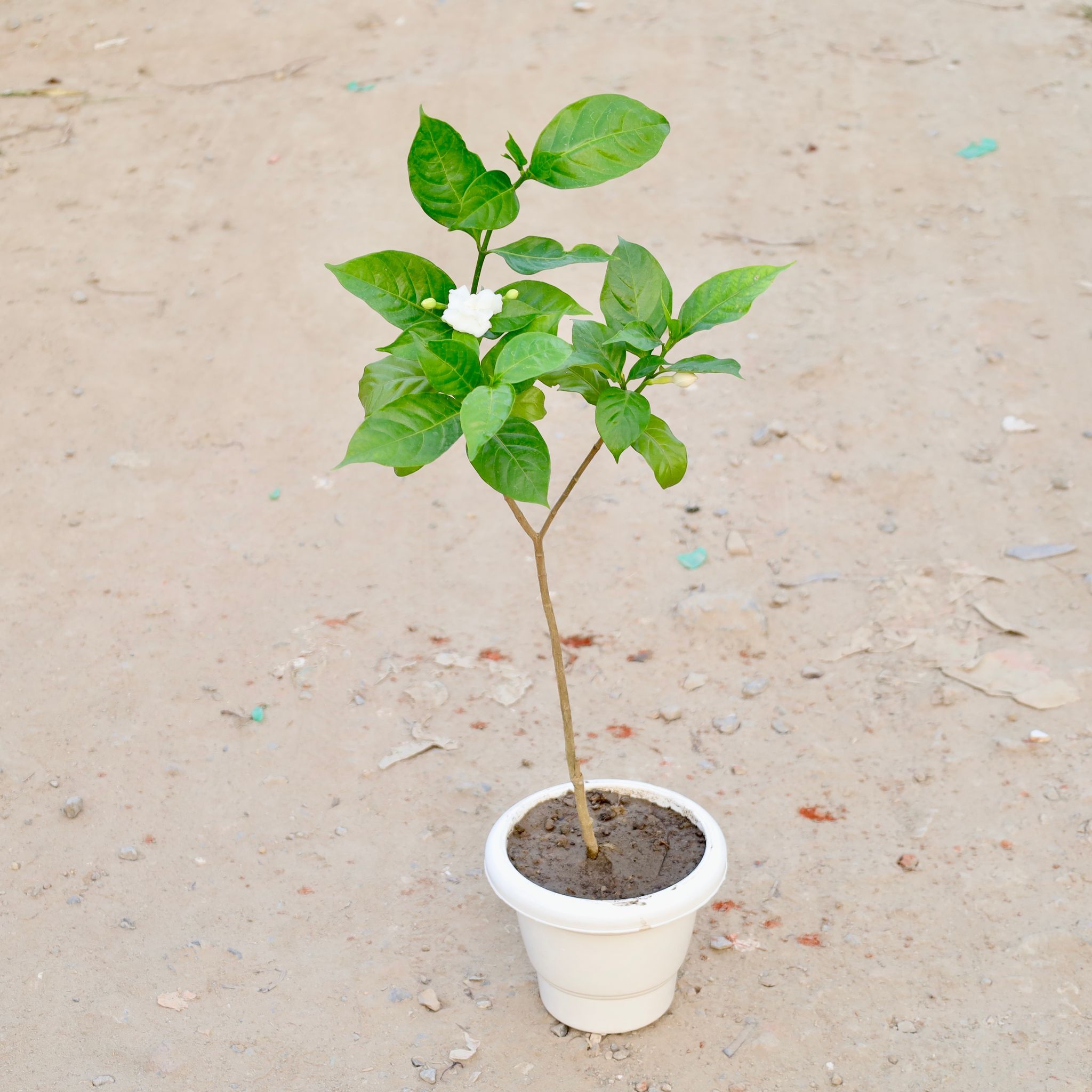 Chandni Double in 8 Inch White Classy Plastic Pot