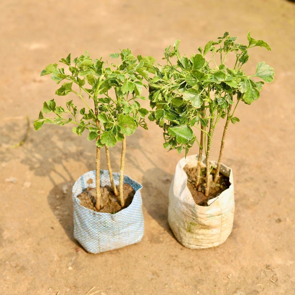 Buy Set of 2 - Aralia Ming in 5' Inch Nursery Bag Online | Urvann.com Set of 2 - Aralia Ming in 5' Inch Nursery Bag