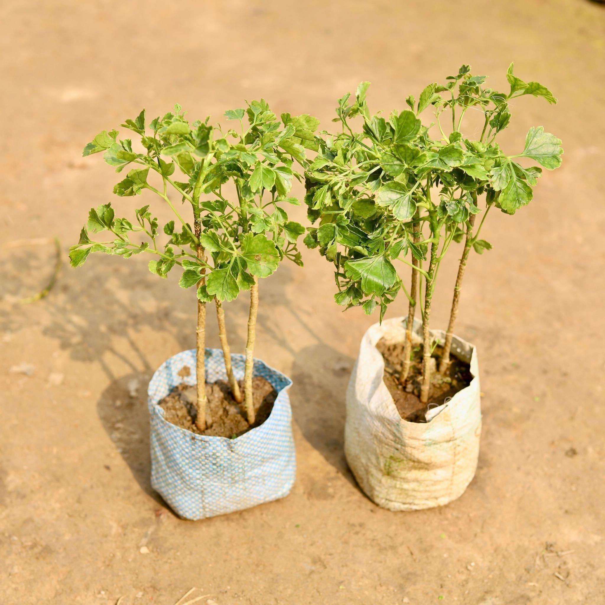 Set of 2 - Aralia Ming in 5' Inch Nursery Bag