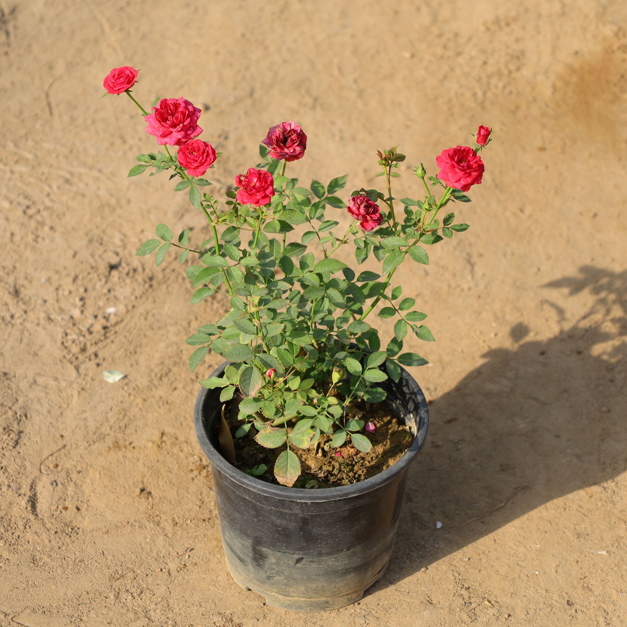 Button Rose Red in 8 Inch Nursery Pot
