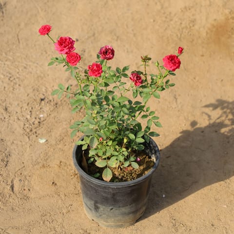 Button Rose Red in 8 Inch Nursery Pot