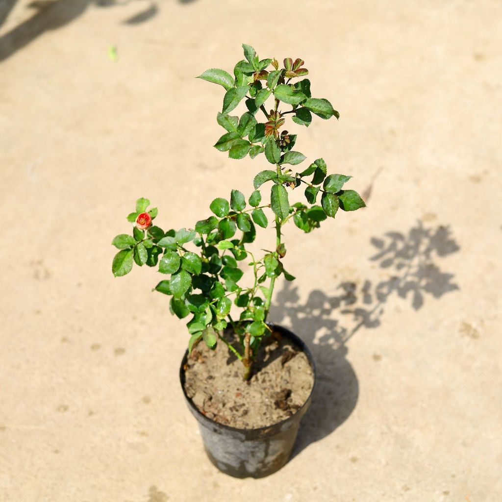 Buy Dutch Rose(Any Color) in 6 Inch Nursery Pot Online | Urvann.com Dutch Rose(Any Color) in 6 Inch Nursery Pot